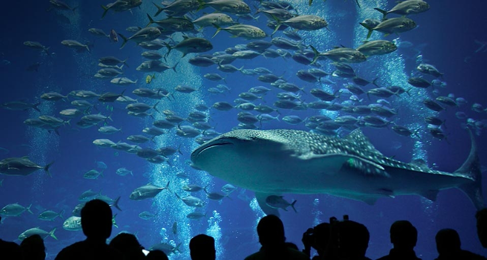 Zebra shark and Crevalle jacks at Georgia Aquarium in Atlanta, Georgia -- Richard T. Nowitz/Corbis &copy; (Bing United Kingdom)