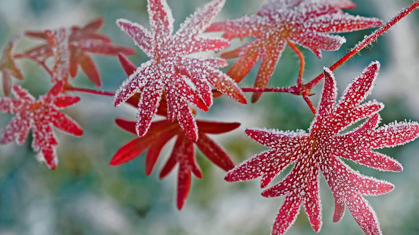 Hoar frost on geranium leaves (© Michael Peuckert/age fotostock)(Bing United Kingdom)