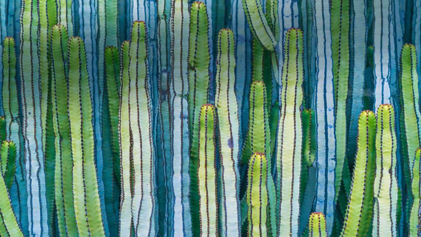 Mexican giant cardon cactus (© Ed Reardon/Alamy)(Bing Canada)