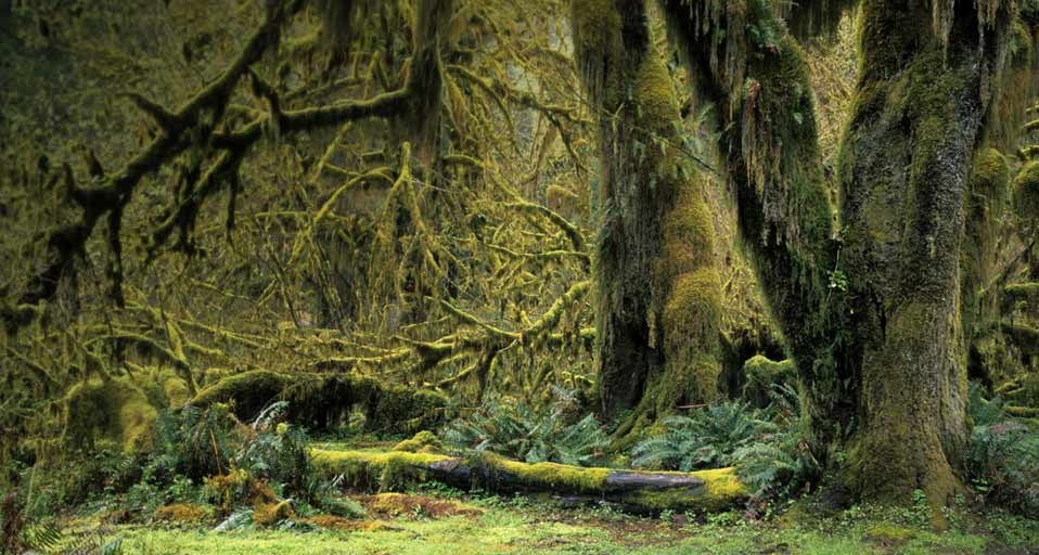Trees overgrown with moss, Hoh Rain Forest in Olympic National Park, Washington, USA -- imagebroker rf/photolibrary &copy; (Bing United Kingdom)