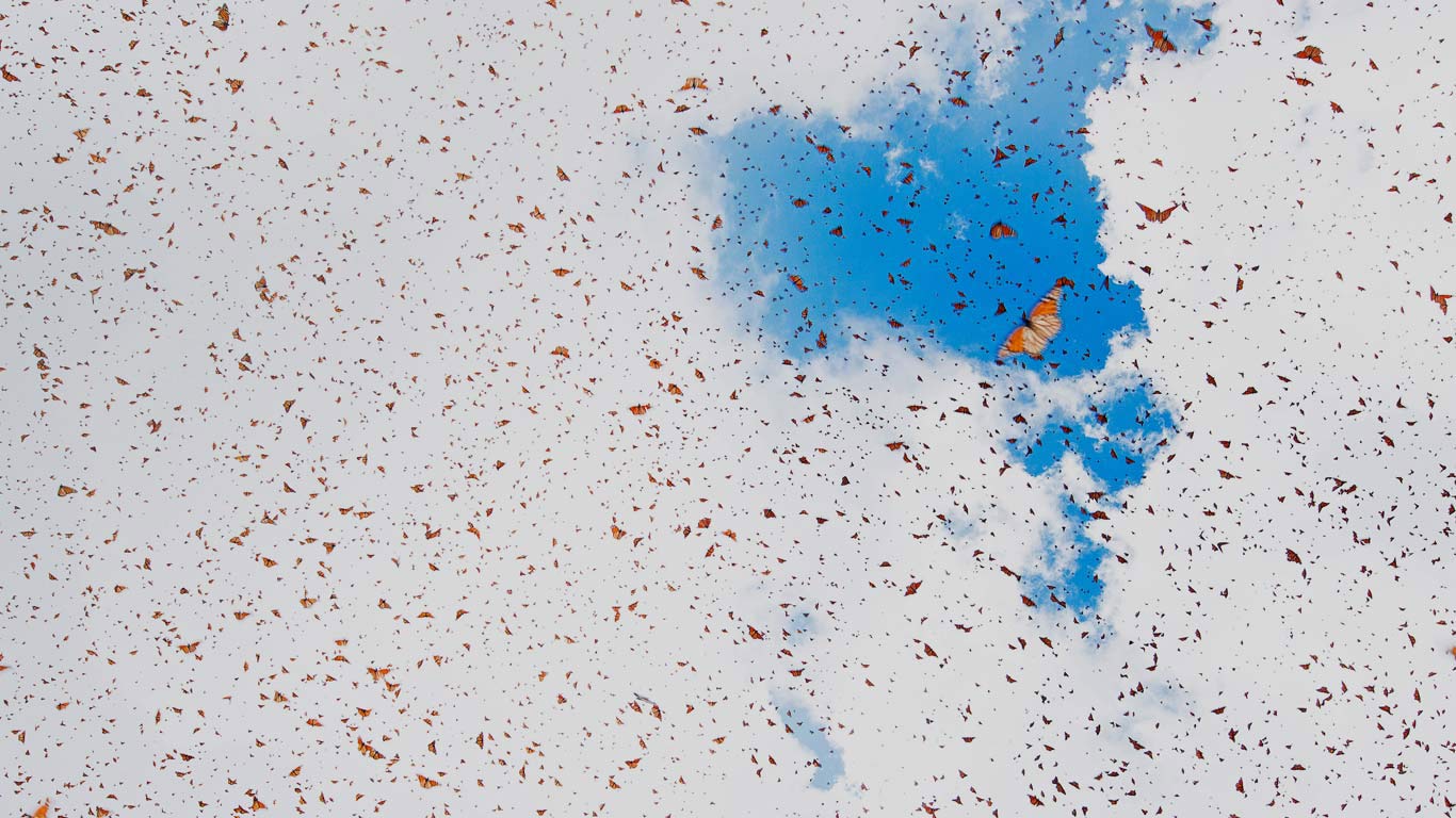 黑脉金斑蝶大迁徙，墨西哥米却肯州 (© Alejandro Prieto/Minden Pictures)(Bing China)