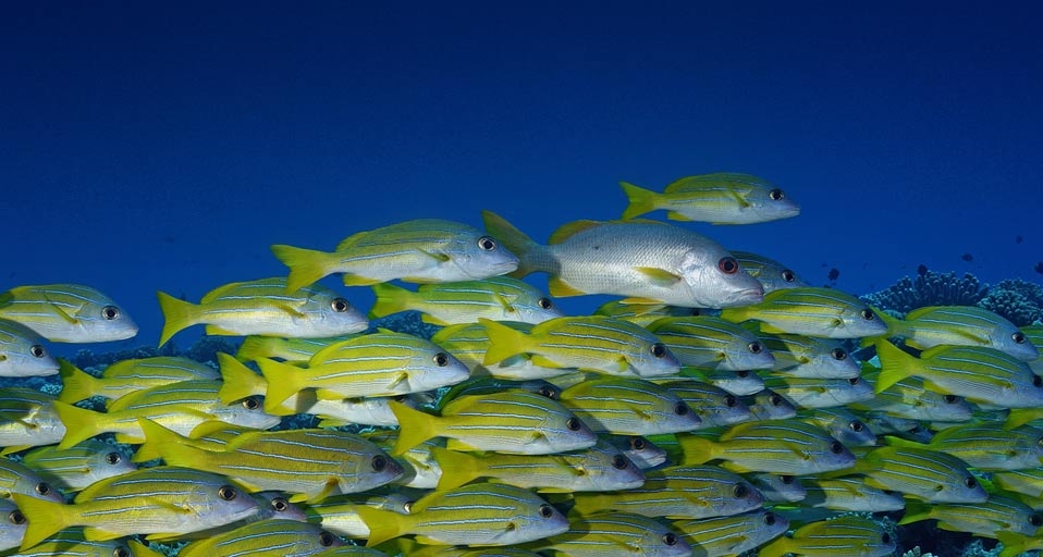 A school of bluestripe snappers in the waters off of Bora Bora -- Rodger Klein/WaterFrame-Underwater Images/Photolibrary &copy; (Bing Canada)