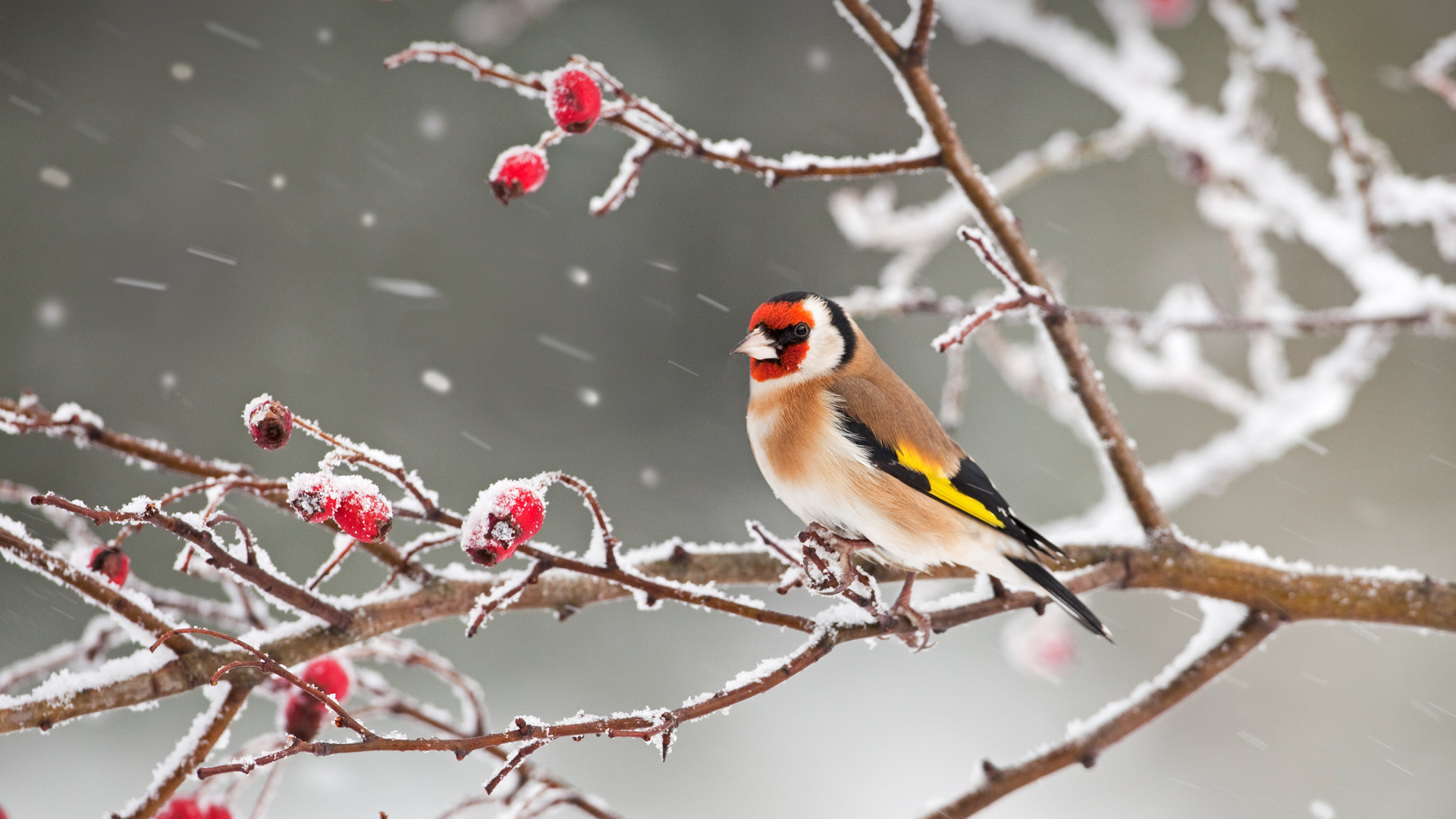 ｢ゴシキヒワとローズヒップ｣ (© Ernie Janes/Nature Picture Library/Offset)(Bing Japan)