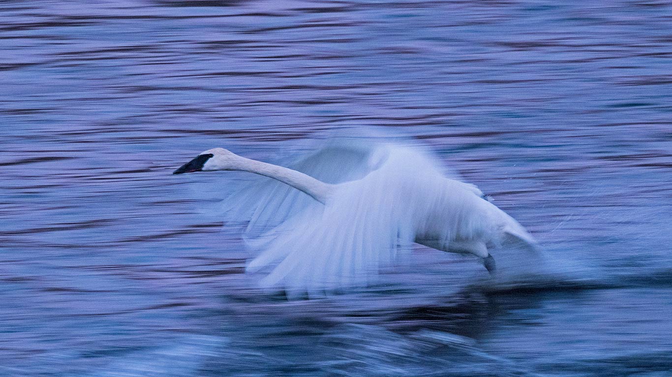 飞过密西西比河面的小天鹅，美国明尼苏达州 (© National Geographic Image Collection/Alamy)(Bing China)
