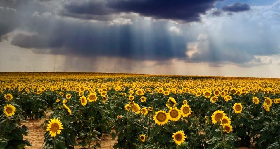 Field of sunflowers in Castile and León, Spain (© Jesus Gonzalez/Getty Images) &copy; (Bing United Kingdom)