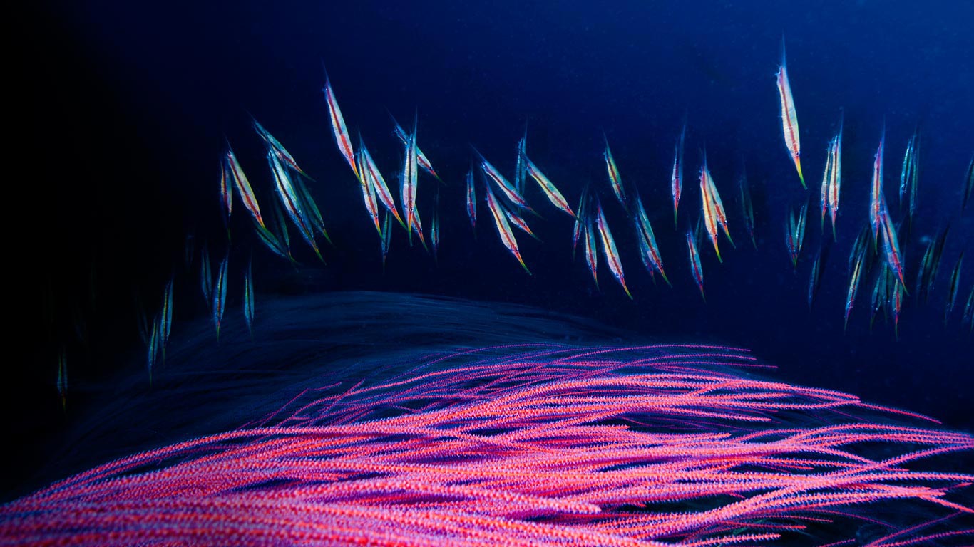 A school of razorfish swims for cover among the branches of a red sea whip, Kimbe Bay, New Britain Island, Papua New Guinea (© David Doubilet/Getty Images)(Bing Canada)