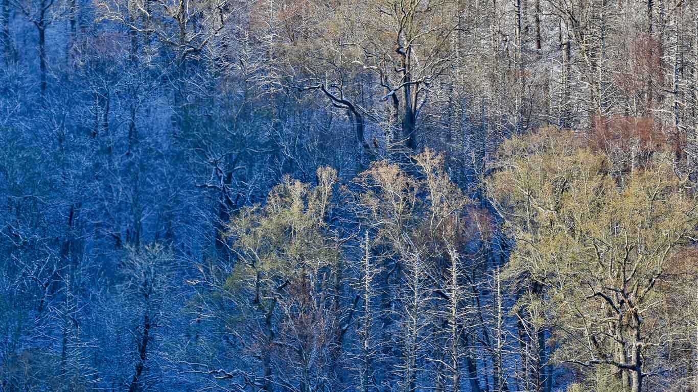 Newfound Gap in the Great Smoky Mountains National Park between North Carolina and Tennessee (© Darrell Gulin/Exactostock-1598/SuperStock)(Bing United States)