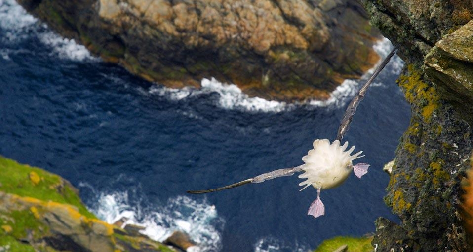 Rear view of bird hanging in air over steep cliffs, Shetland Islands, Scotland (© Andrew Parkinson/Plain Picture) &copy; (Bing United Kingdom)