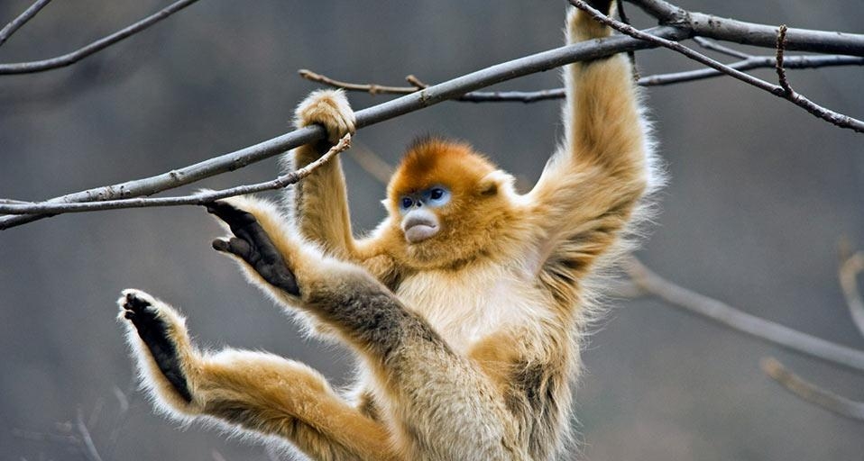 A golden snub-nosed monkey plays in a tree in Qinling Mountains, Shaanxi Province, China (© Ma Xiaobo Photography China/Corbis) &copy; (Bing United Kingdom)