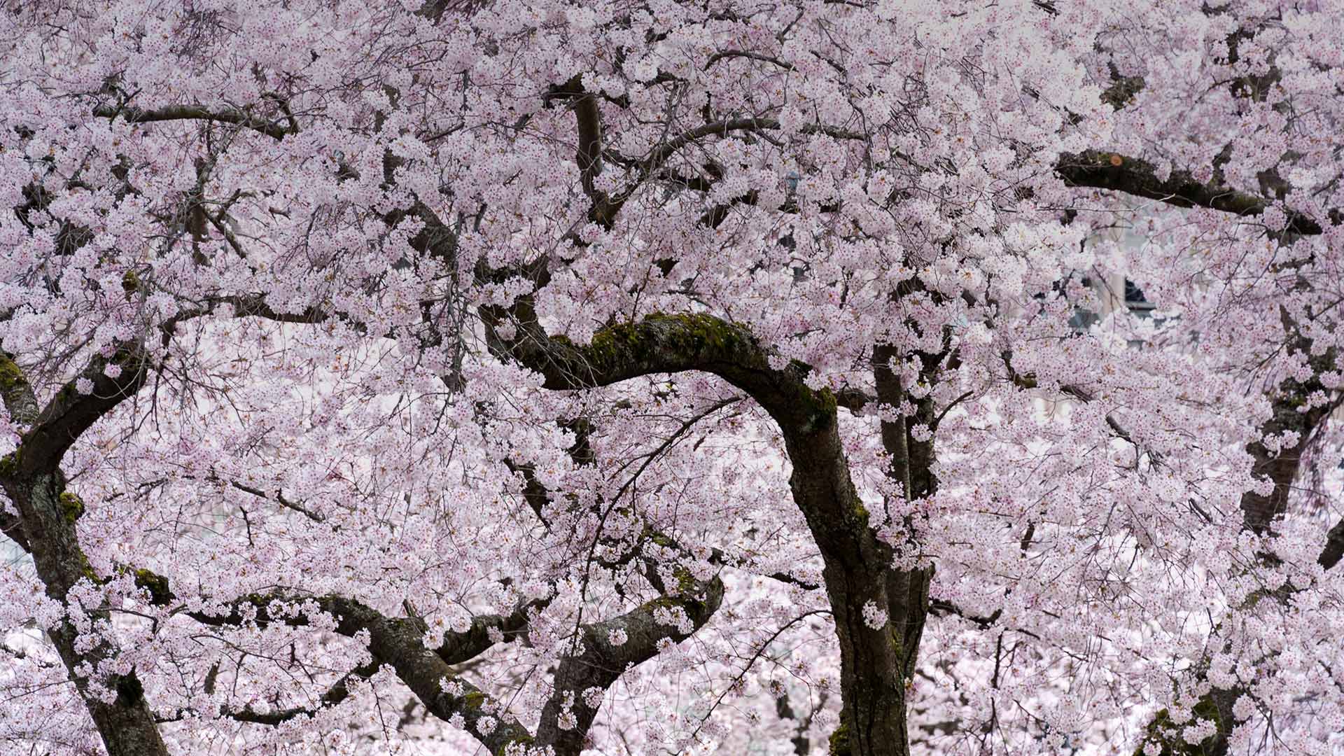 Cherry blossom trees in Vancouver (© KarenMassier/Getty Images)(Bing Canada)