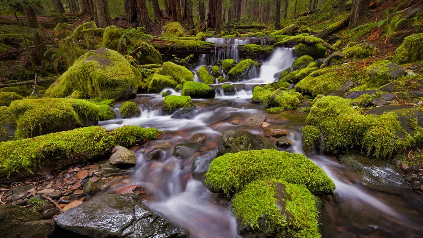 Sol Duc Valley region of Olympic National Park, Washington (© Ray Green/500px)(Bing United States)