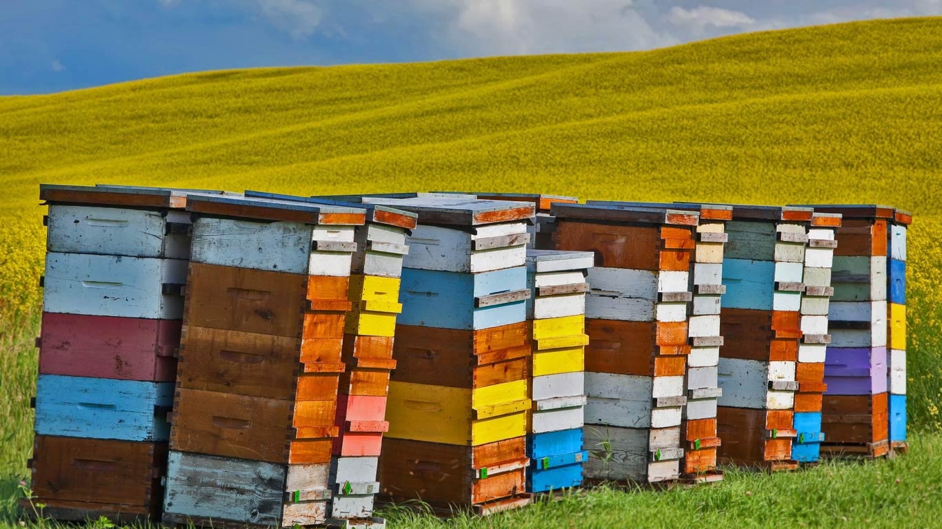 Beehive boxes in the Pembina Valley Region, Manitoba, Canada, for Honey Bee Day (© Ken Gillespie Photography/Alamy)(Bing United Kingdom)