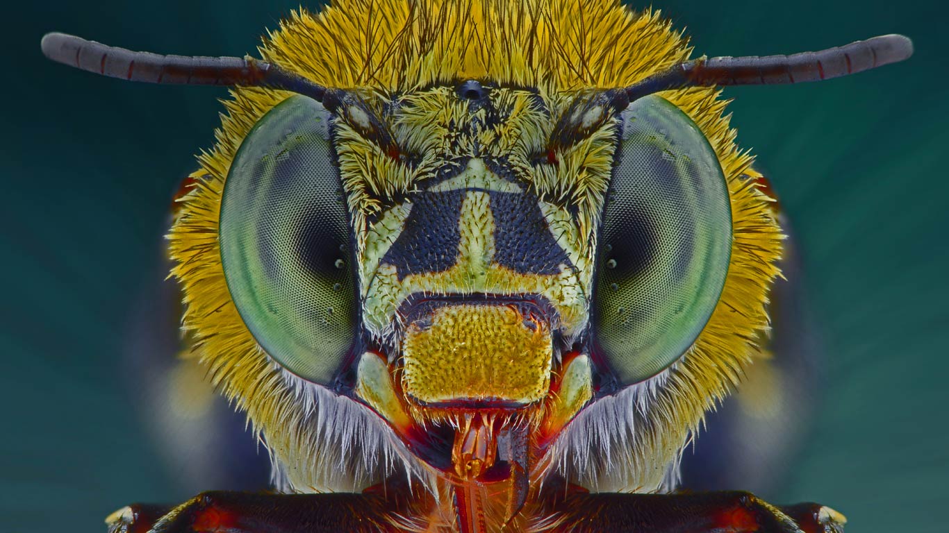 Macro photograph of a blue banded bee (© Yudy Sauw/Solent News/REX)(Bing United Kingdom)