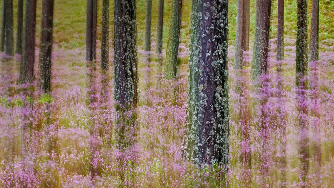 Heather growing in Cairngorms National Park, Scotland (© Sebastian Kennerknecht/Minden Pictures)(Bing United Kingdom)