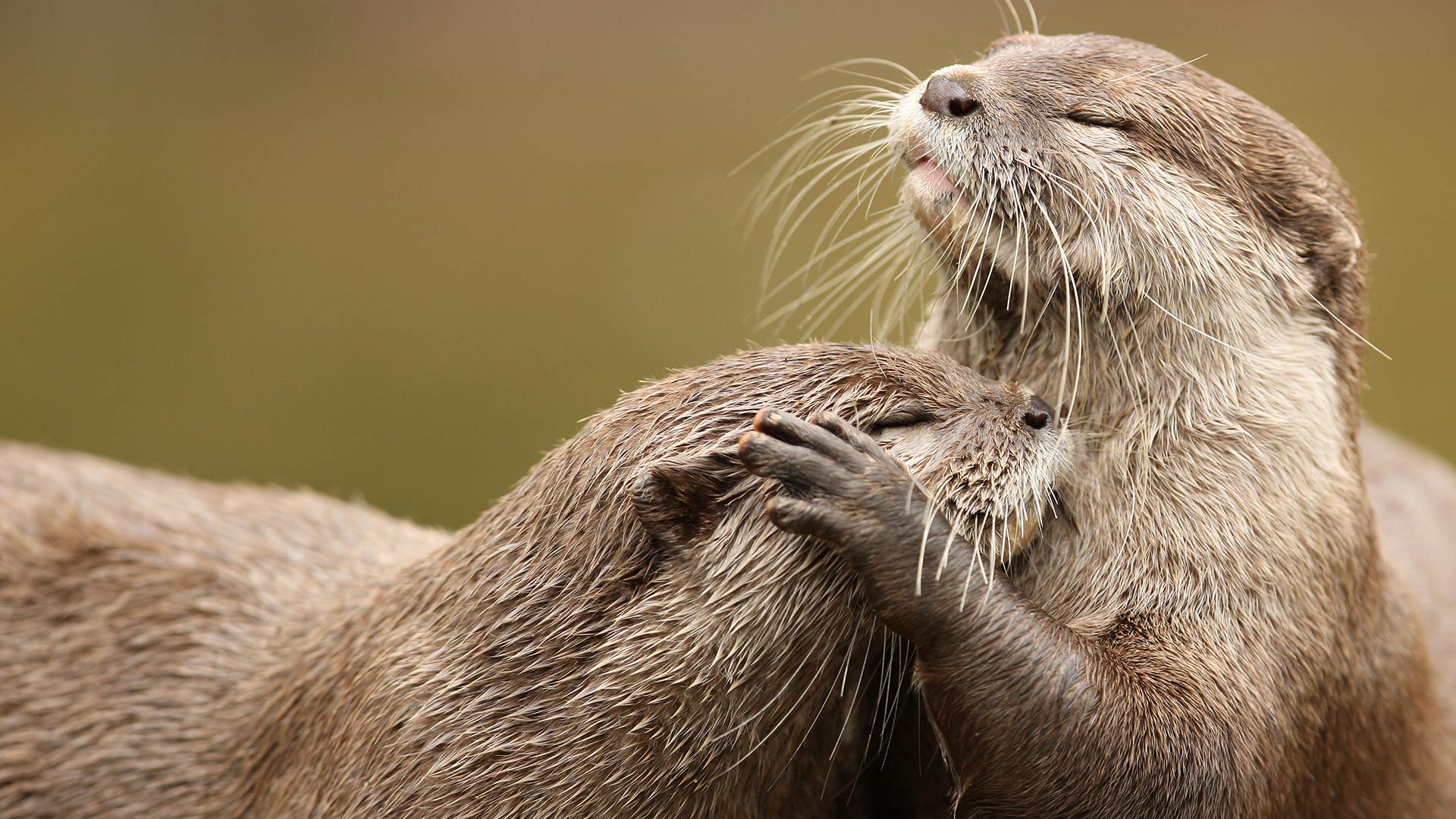 Zwergotter beim Kuscheln (© scooperdigital/Shutterstock)(Bing Deutschland)
