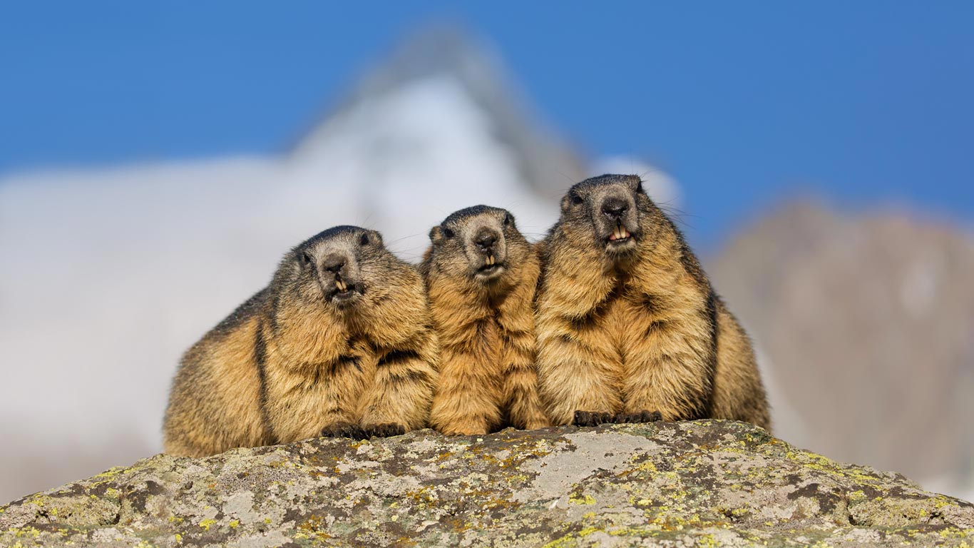 Alpine marmots near the Grossglockner High Alpine Road, Austria (© Weimann/Getty Images)(Bing United States)