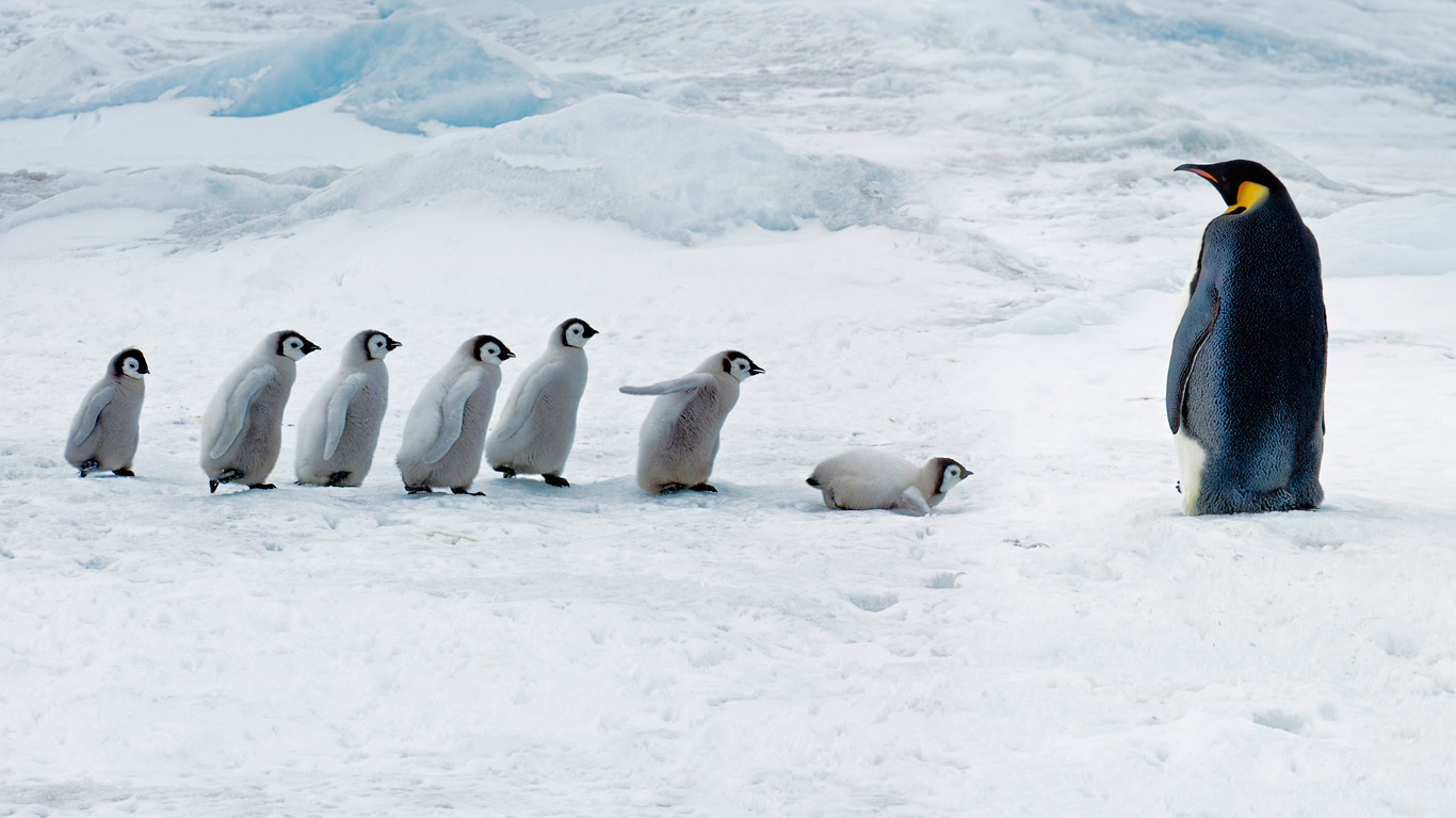 Emperor penguin adult and chicks, Snow Hill Island, Antarctica (© Mike Hill/Getty Images)(Bing United Kingdom)