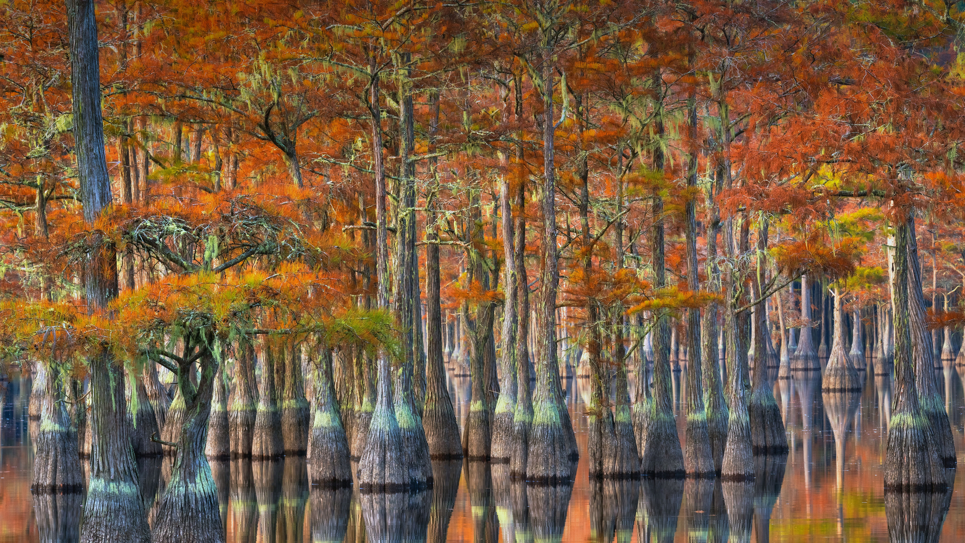 Cipressi in autunno, Georgia, USA (© Chris Moore/Tandem Stills + Motion)(Bing Italia)
