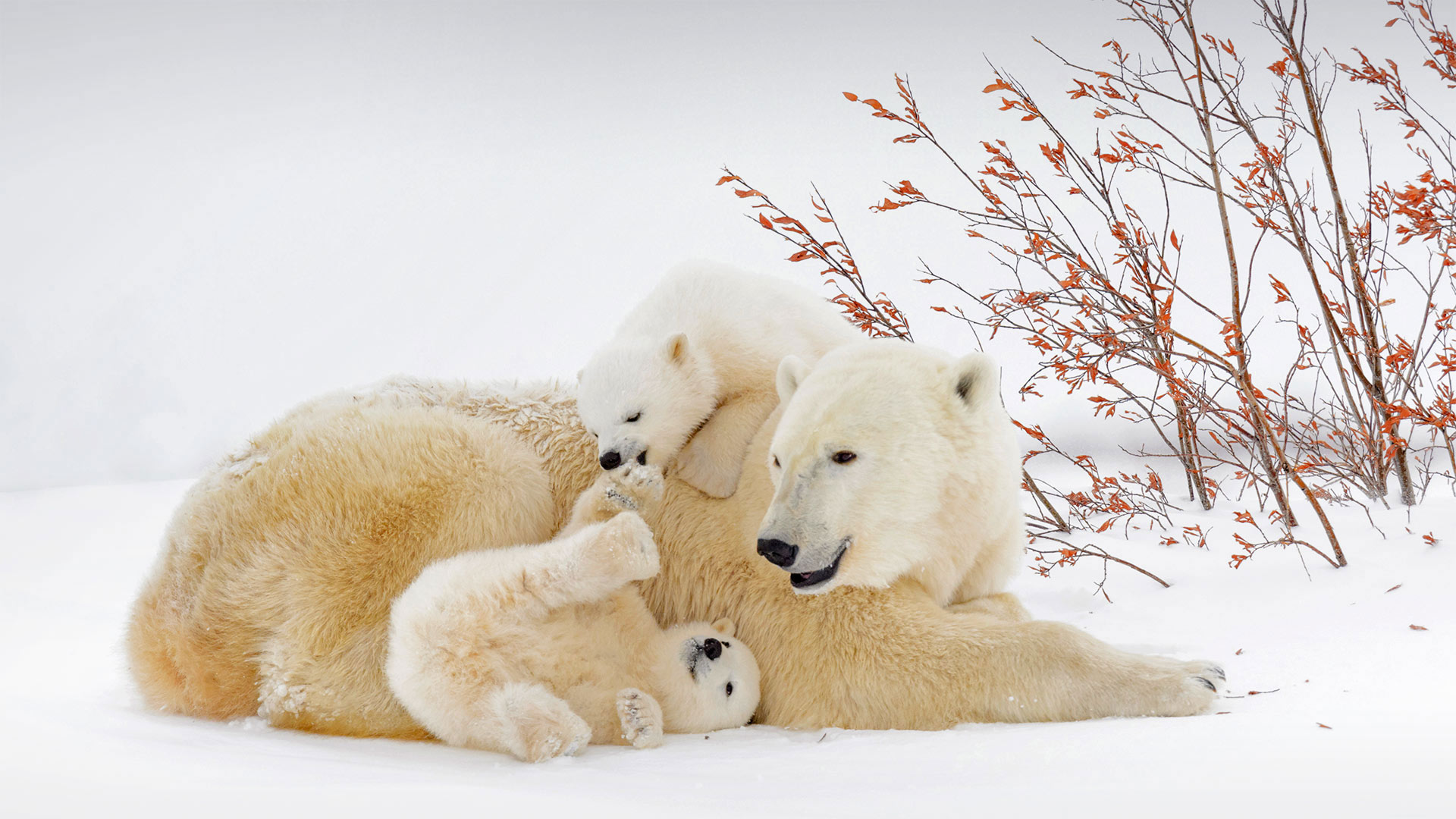 Eisbärmutter mit ihren Jungen, Wapusk-Nationalpark, Manitoba, Kanada (© Andre Gilden/Minden Pictures)(Bing Deutschland)