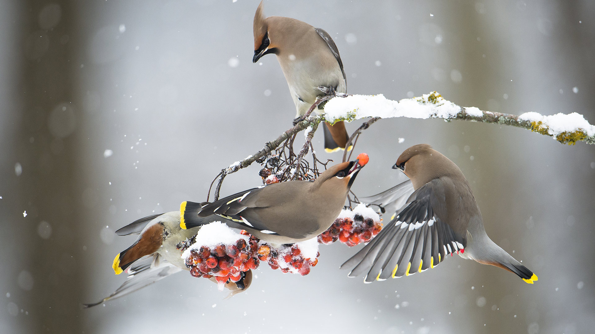 Seidenschwänze (© Berndt Fischer/Getty Images Plus)(Bing Deutschland)