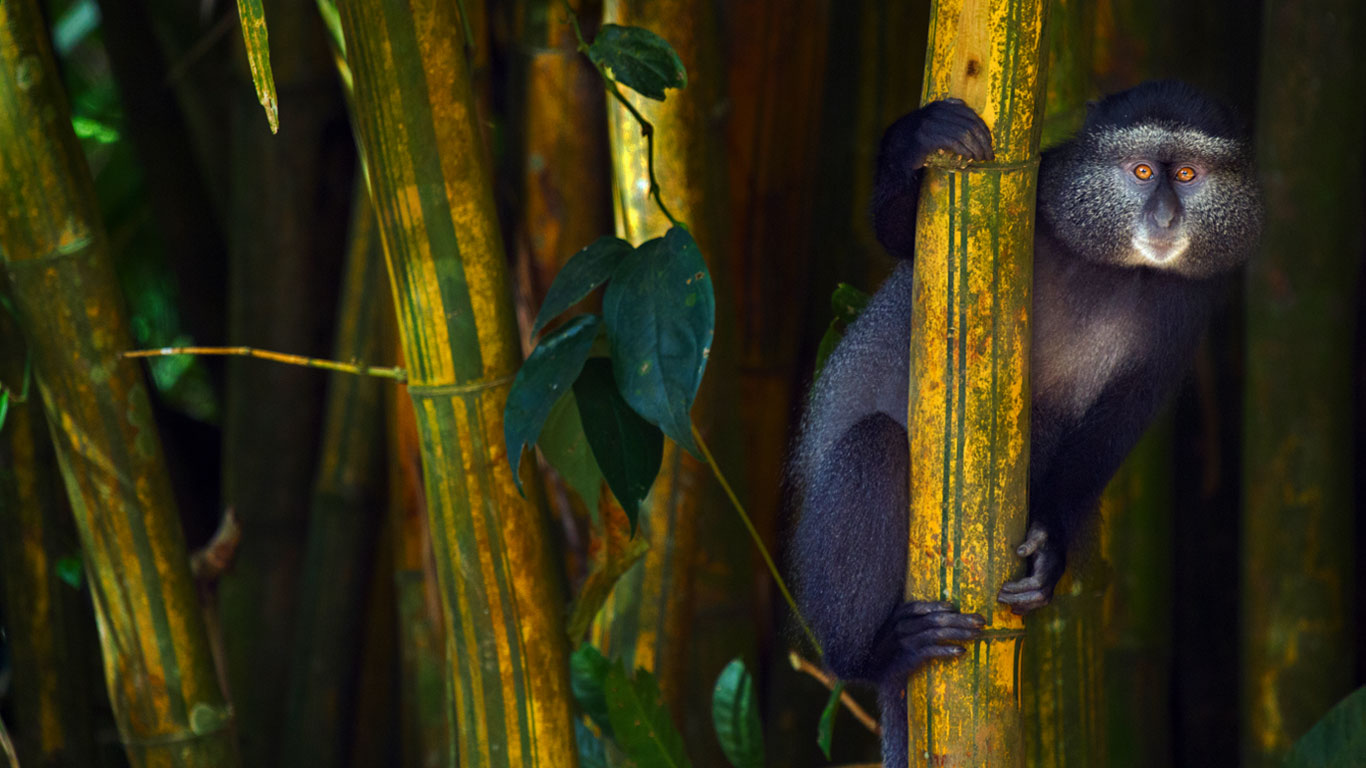 Blue monkey in the Kakamega Forest Reserve, Kenya (© Anup Shah/Minden Pictures)(Bing New Zealand)