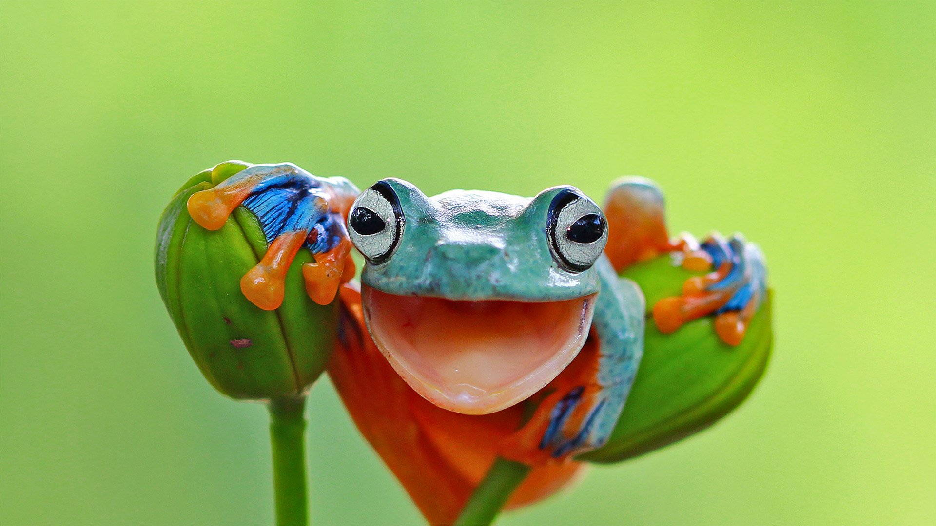 Java-Flugfrosch, Indonesien (© kuritafsheen/Getty Images)(Bing Deutschland)