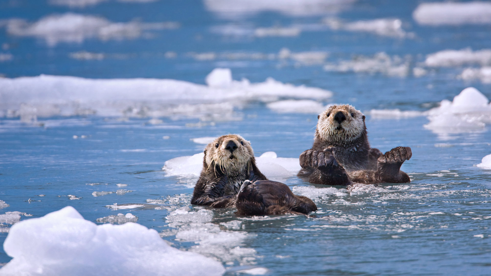 Sea otters in Prince William Sound, Alaska, 30 years after the Exxon Valdez oil spill (© Patrick Endres/plainpicture)(Bing Canada)