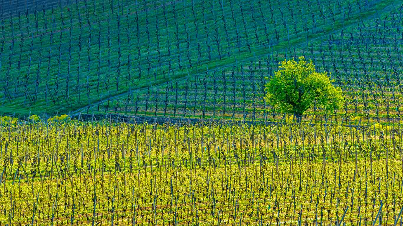 基安特赞小镇上的葡萄园，上莱茵，阿尔萨斯，法国 (© Don White/Alamy)(Bing China)