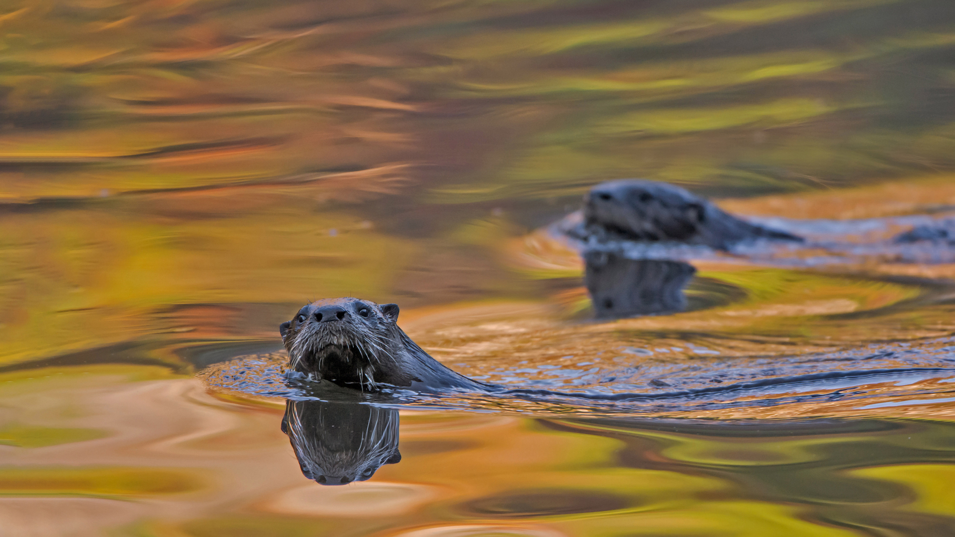 North American river otters swimming in Acadia National Park, Maine (© George Sanker/Minden Pictures)(Bing United States)