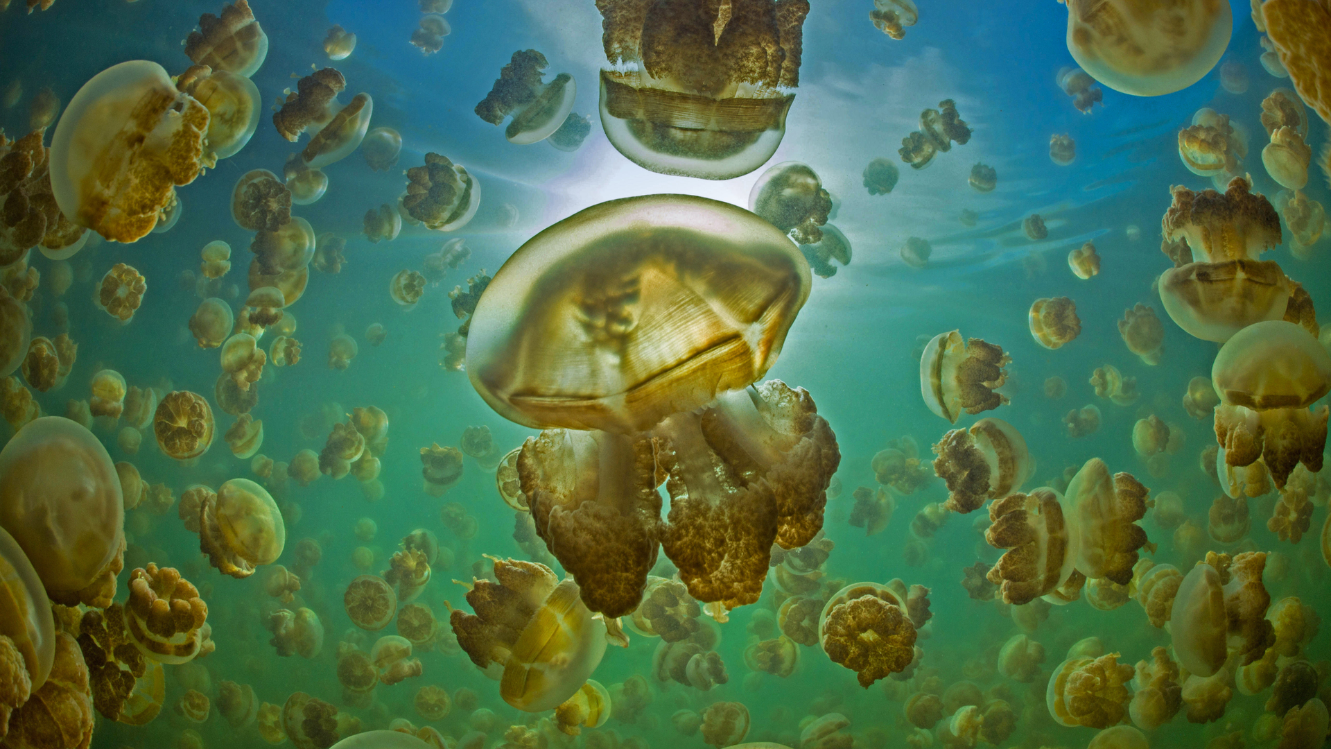 Golden jellyfish in Jellyfish Lake on the island of Eil Malk, Palau (© Nature Picture Library/Alamy)(Bing United Kingdom)