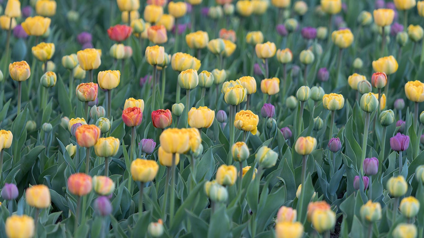 Flower bed of tulips, Ottawa (© gqxue/Getty Images)(Bing Canada)
