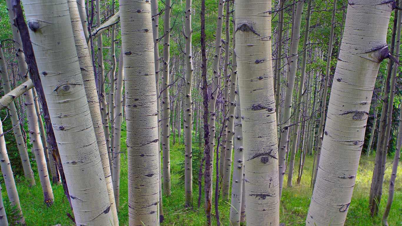 Quaking aspens in Gunnison National Forest, Colorado, USA (© Tim Fitzharris/Minden Pictures)(Bing United Kingdom)