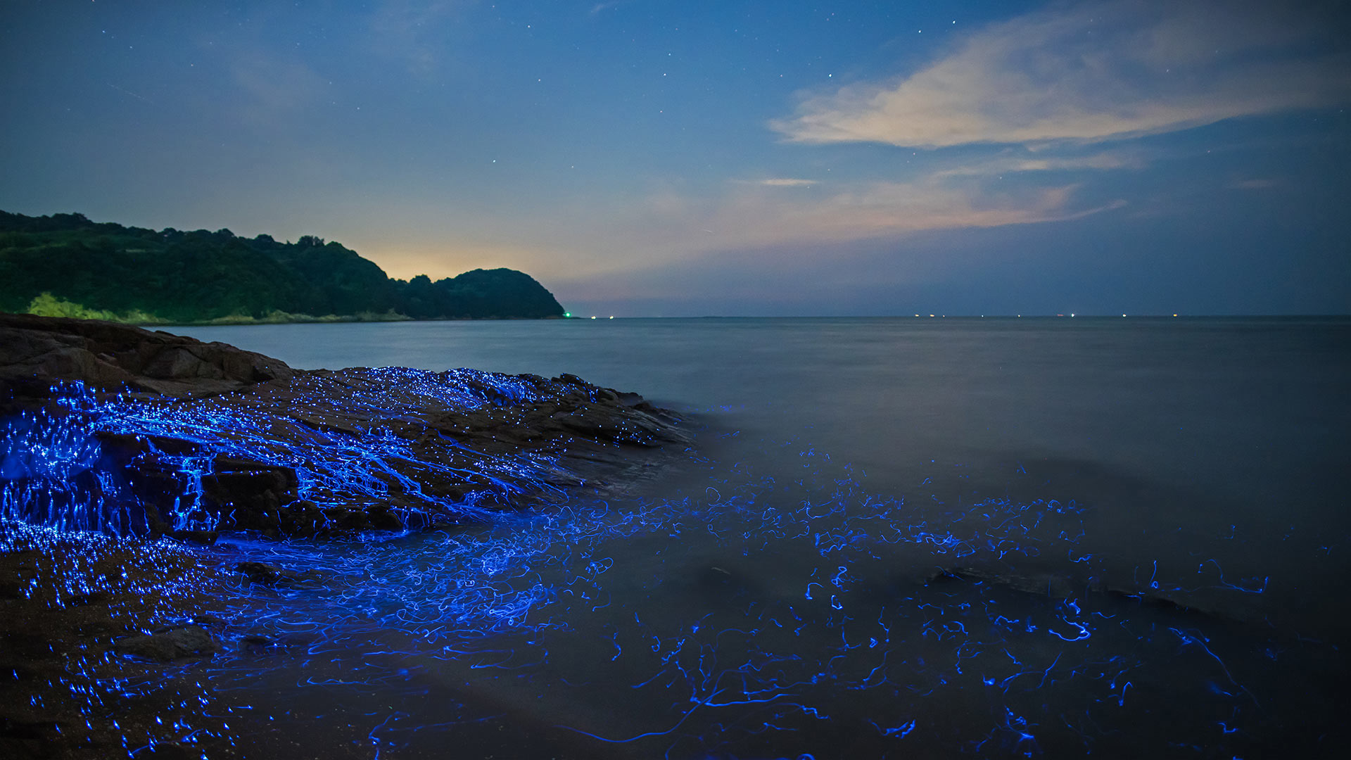 Bioluminescent sea fireflies along the shore of Okayama, Japan (© tdub_video/Getty Images)(Bing United Kingdom)
