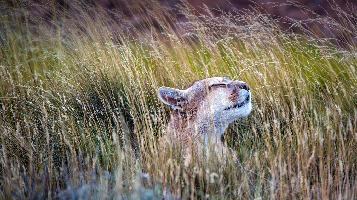 A puma in Torres del Paine National Park, Chile (© Benjamin Lowy/Getty Images)(Bing United Kingdom)