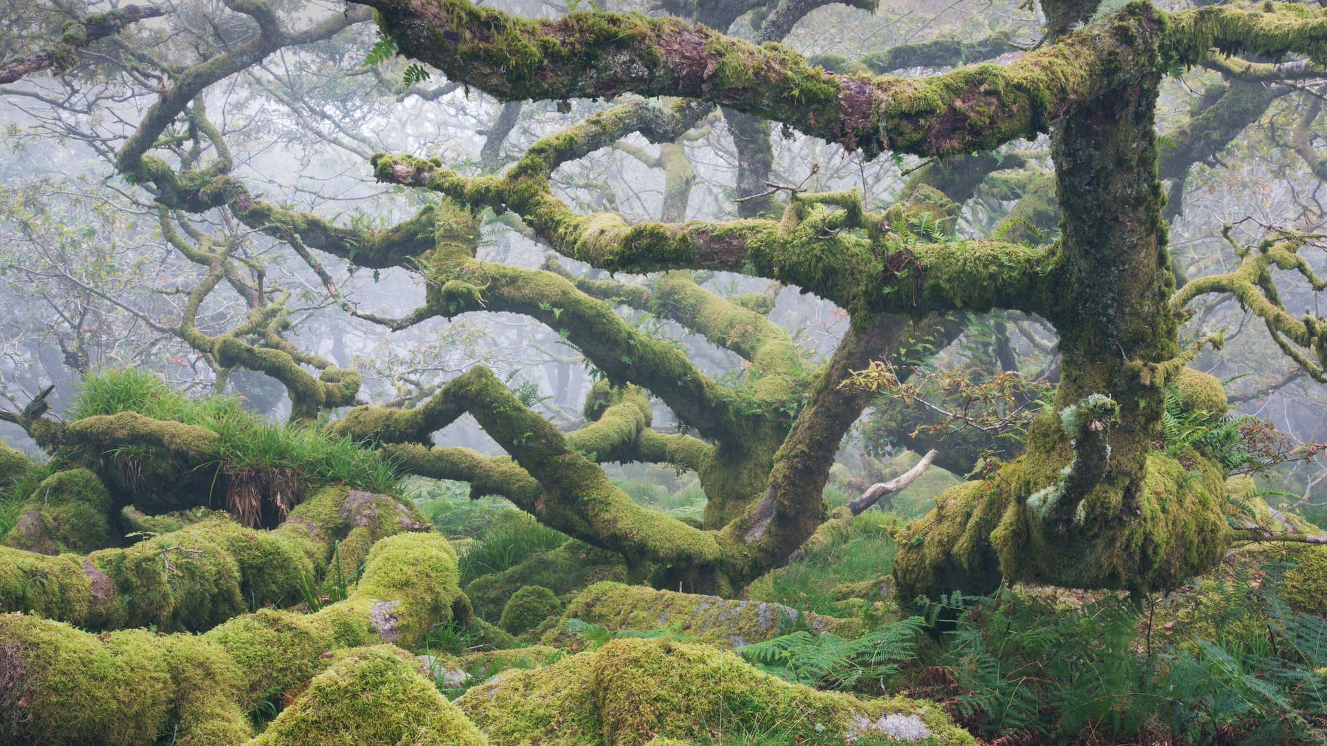 Wistman's Wood, Dartmoor National Park, Devon, England (© Richard Garvey-Williams/Alamy)(Bing New Zealand)