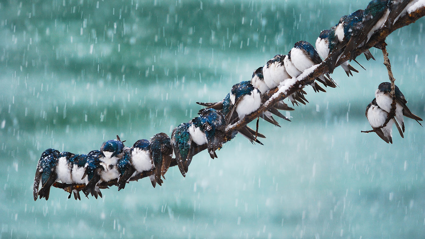 Surreal swallows in a spring snowstorm in Whitehorse, Yukon (© Keith Williams/500px)(Bing Canada)