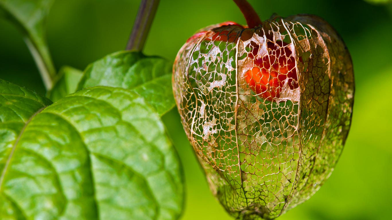 Chinese lantern fruit (© Olivier Parent/Alamy)(Bing United Kingdom)