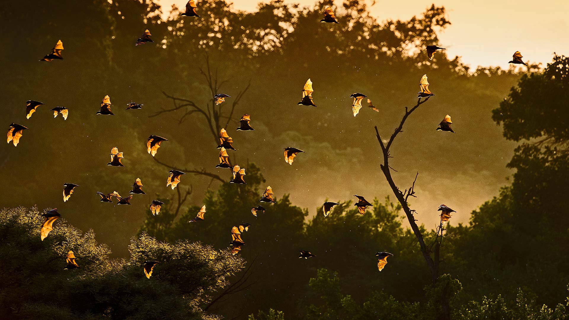 Straw-colored fruit bats in Kasanka National Park, Zambia (© Nick Garbutt/Minden Pictures)(Bing United States)