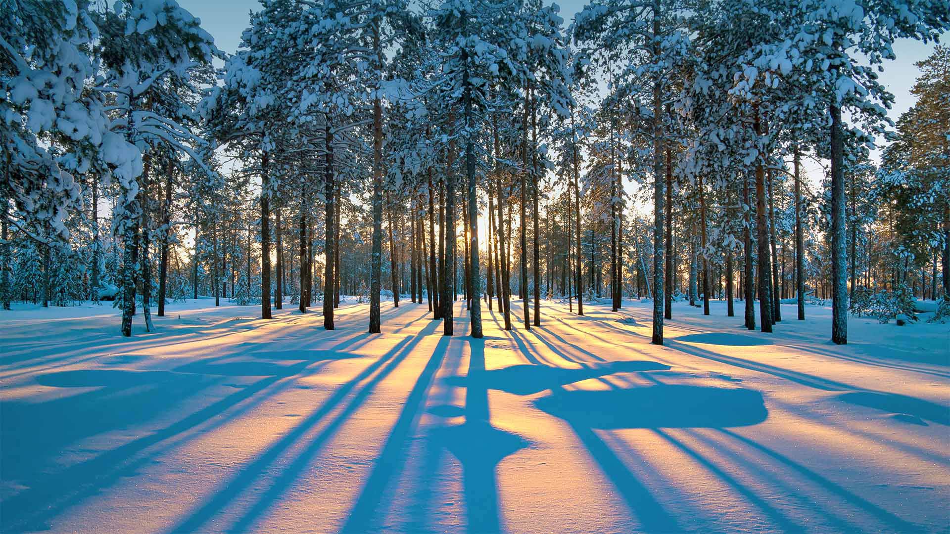 Sunlight in the forest of Western Siberia, near the city of Raduzhny, Russia (© Leonid Ikan/Shutterstock)(Bing Canada)
