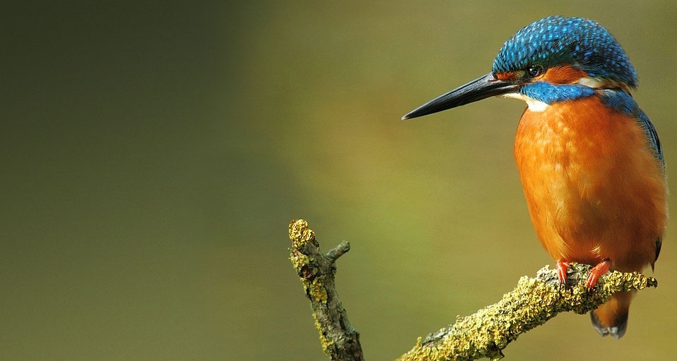Kingfisher popping out of the water with his catch in his bill -- Gisela Delpho/Photolibrary &copy; (Bing United Kingdom)