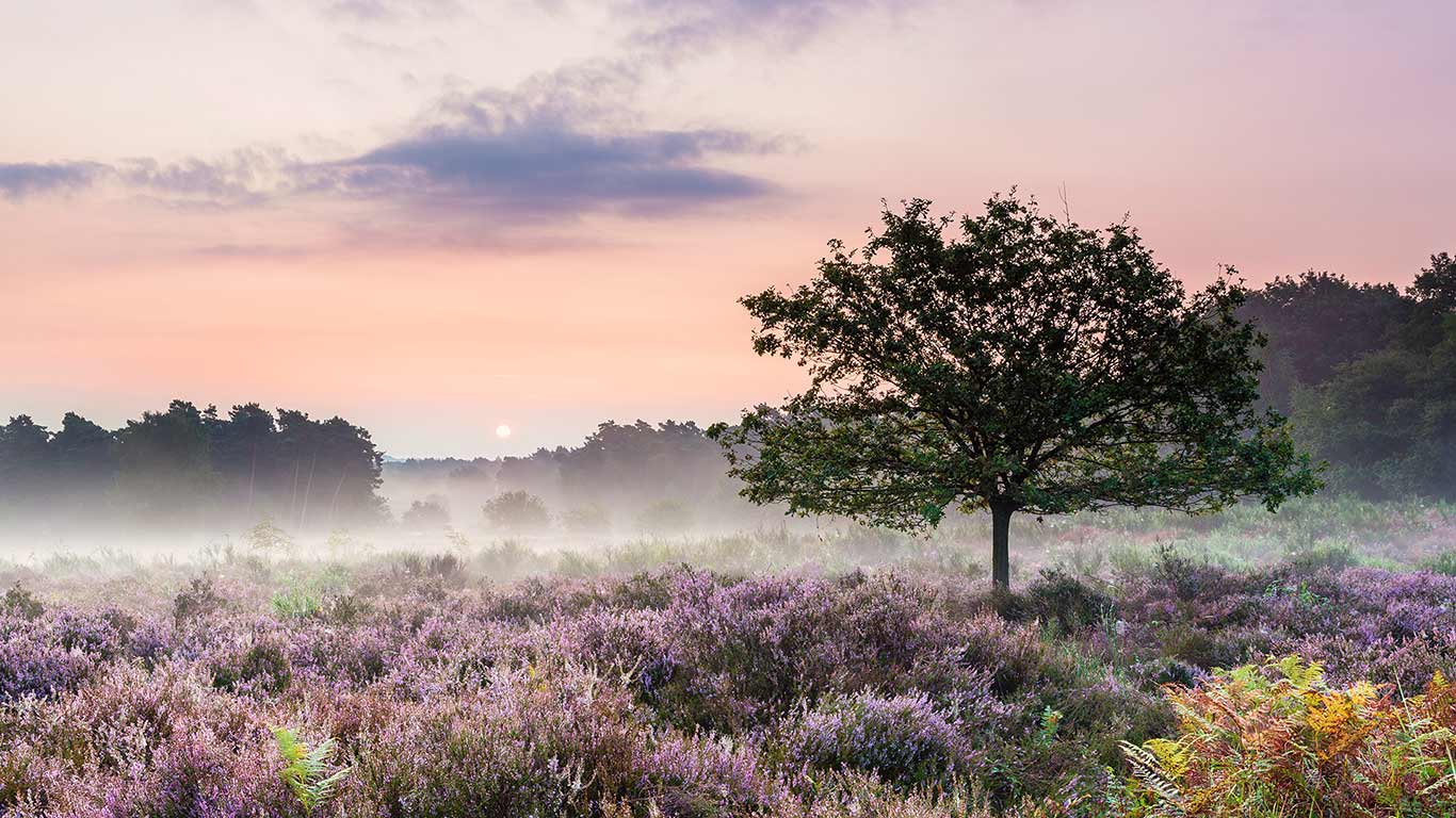 Morgendämmerung in der Wahner Heide nahe Troisdorf, Nordrhein-Westfalen, Deutschland (© Frank Lukasseck/4Corners)(Bing Deutschland)