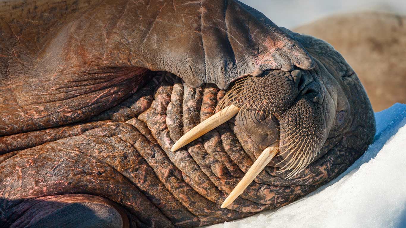 Walrus on Frozen Strait, Hudson Bay, Nunavut, Canada (© Paul Souders/Corbis)(Bing United States)