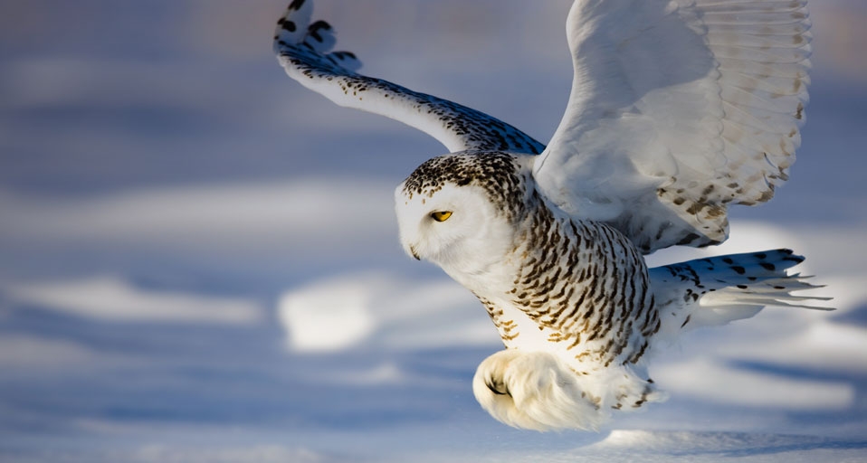 Snowy Owl in flight in Canada -- Theo Allofs/Corbis &copy; (Bing United Kingdom)