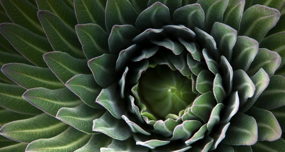 Giant lobelia plant from Mt. Kilimanjaro, Tanzania (© Oleg Bulanyy) &copy; (Bing United Kingdom)