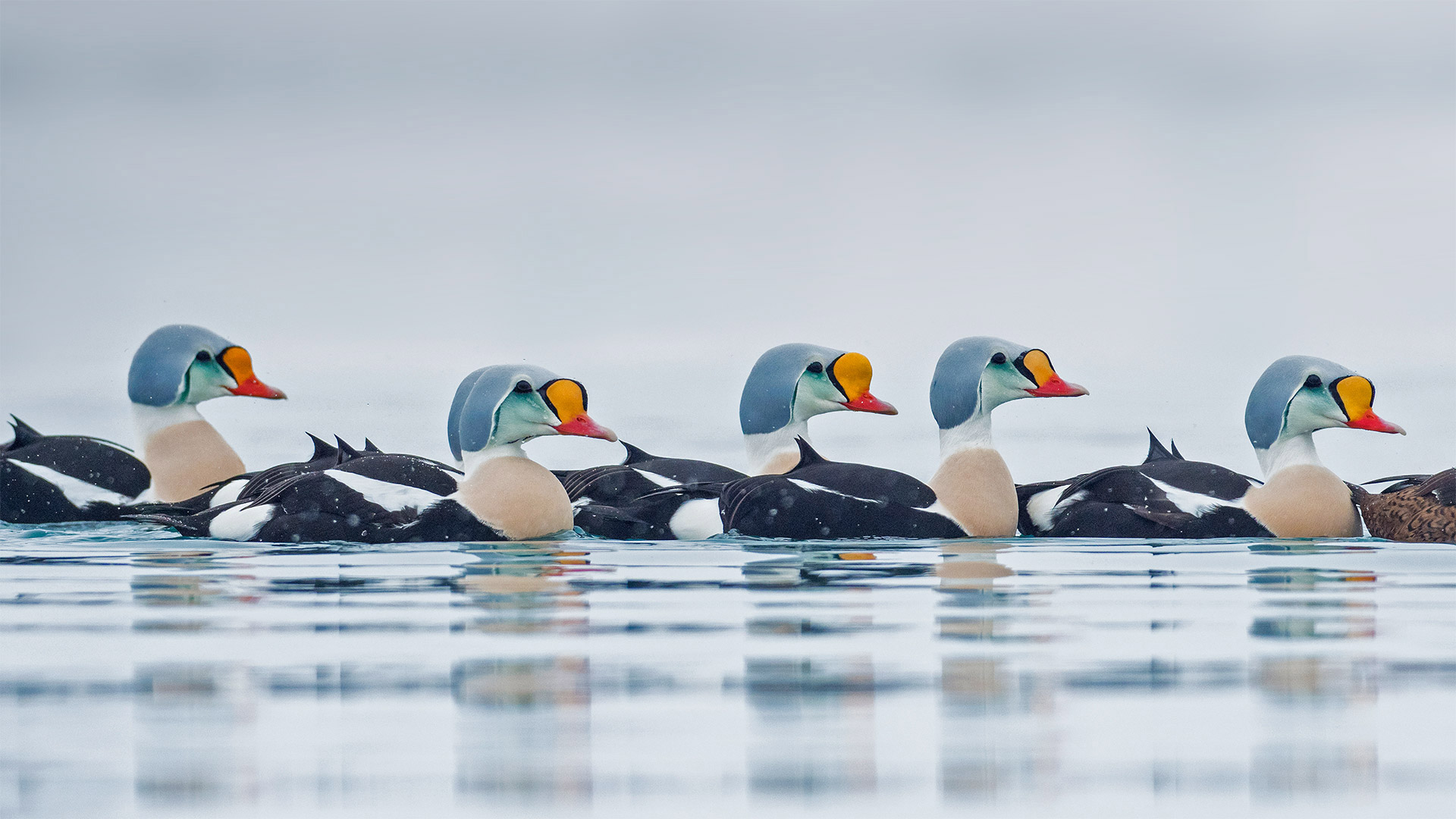 ｢ケワタガモのオス｣ノルウェー, トロムス・オ・フィンマルク (© Pal Hermansen/Minden Pictures)(Bing Japan)