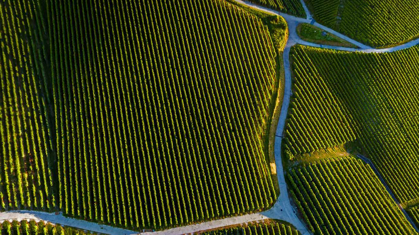 Vineyard near Pully, Vaud, Switzerland (© Gallery Stock)(Bing United Kingdom)