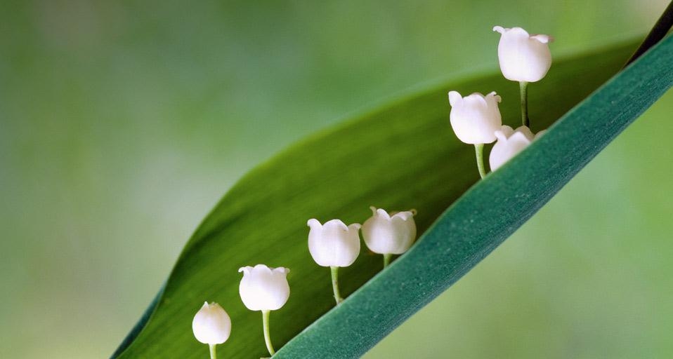 Muguet de mai (Convallaria majalis) (© Luciano Gaudenzio/Corbis) &copy; (Bing France)