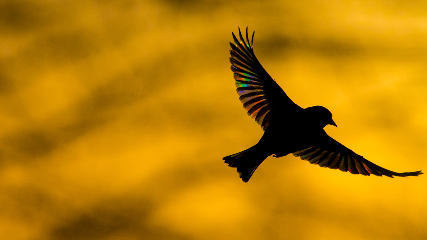 A greenfinch flying at dawn in Monmouthshire, Wales (© Phil Savoie/Minden Pictures)(Bing United Kingdom)