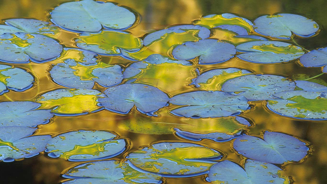 Nénuphars flottant à la surface de l’eau, France (© Michel Loup/Minden Pictures)(Bing France)