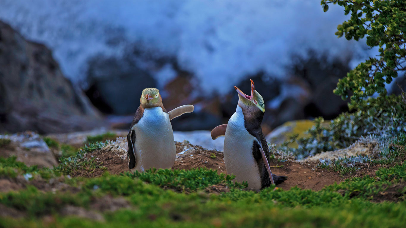 Yellow-eyed penguins at Katiki Point, Moeraki, New Zealand (© Richard Robinson/Aurora Photos)(Bing United Kingdom)